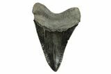 Serrated, Fossil Megalodon Tooth - South Carolina #254582-2